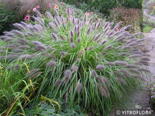 Pennisetum alopecuroides Viridescens C3
