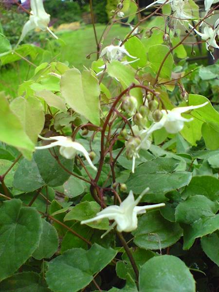 Epimedium grandiflorum White Queen C1,5
