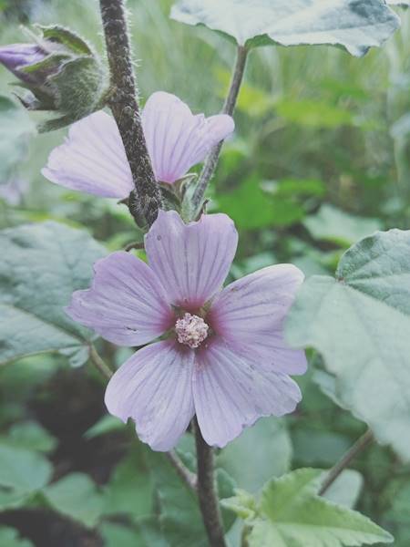 Lavatera hybrida Lilac Lady C3