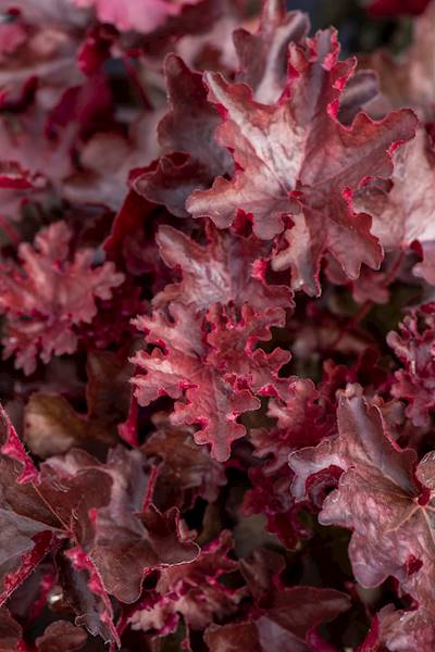 Heuchera Rex Fire ® C3