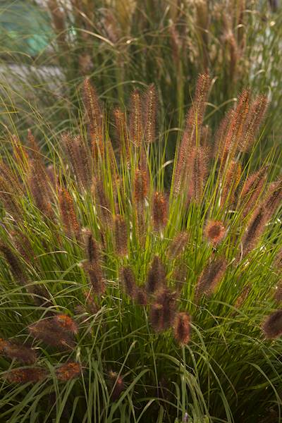 Pennisetum alopecuroides National Arboretum C5
