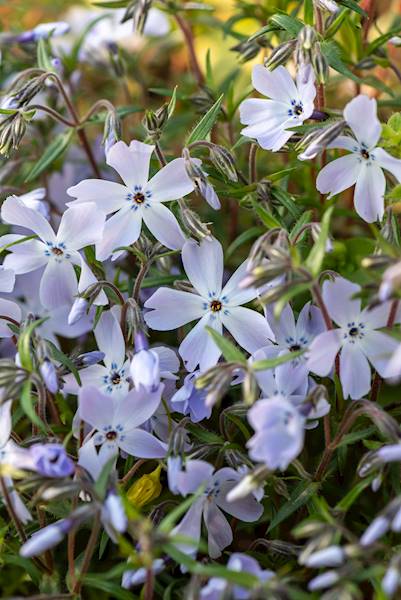 Phlox (S) Oakington Blue Eyes p9