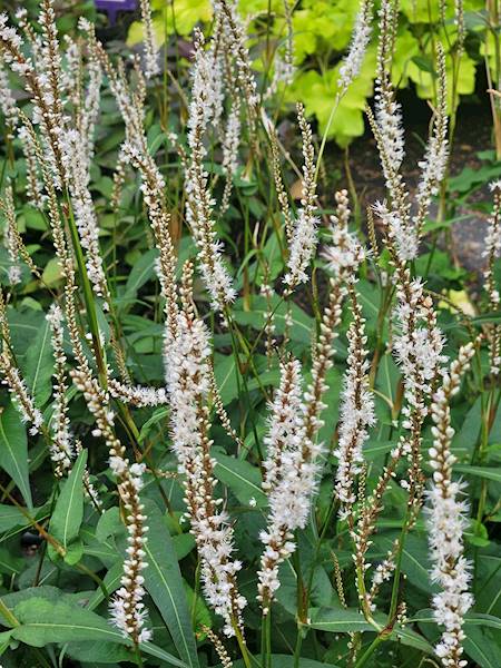 Persicaria amplexicaulis White Eastfield ® p11