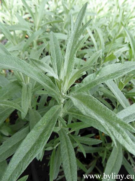 Artemisia ludoviciana Silver Queen p11