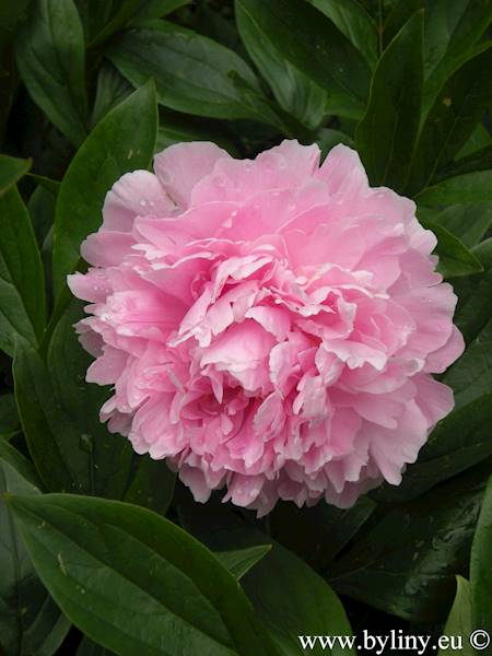 Paeonia Sarah Bernhardt C3,5