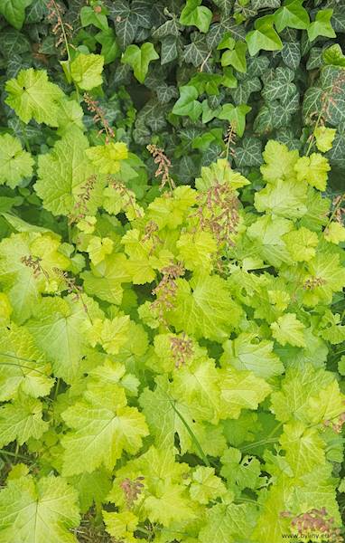 Tolmiea Cool Gold  ® p11