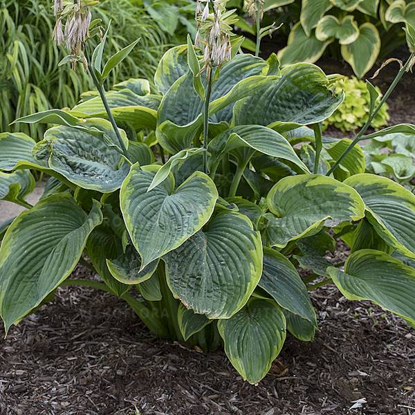 Hosta Shadowland ® Wu La La C3