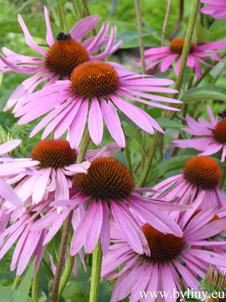 Echinacea purpurea Magnus C2