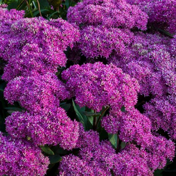 Sedum spectabile C1,5