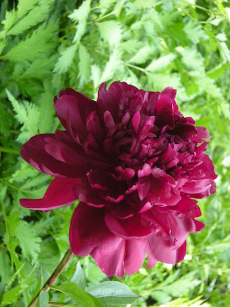 Paeonia C3-C5