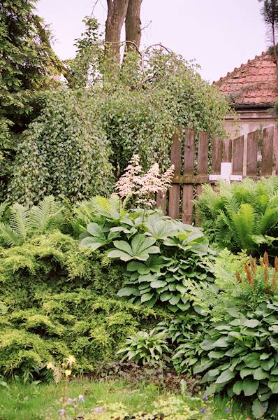 Rodgersia C2