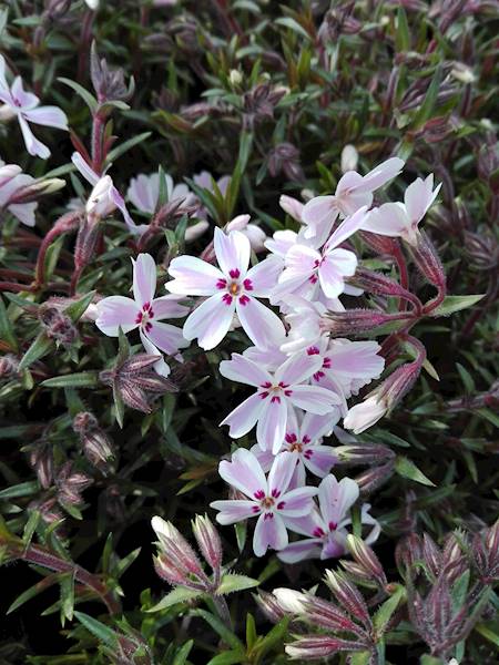 Phlox (S) p11