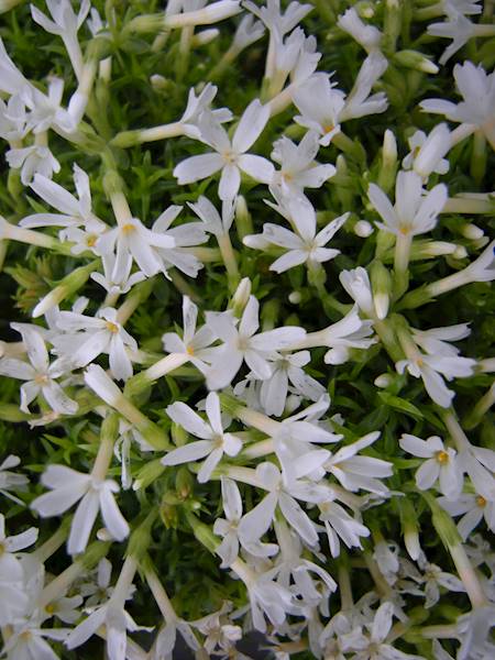 Phlox (S) White Delight p11