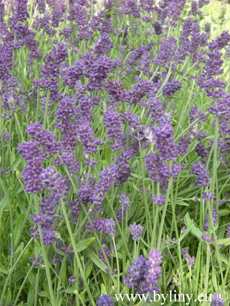 Lavandula angustifolia Blue Scent C1,5