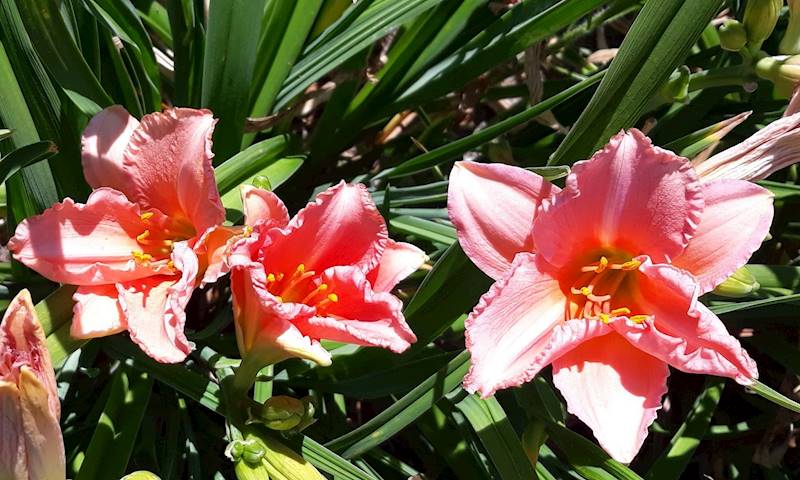 Hemerocallis On and On C2