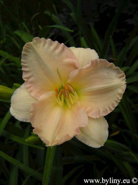 Hemerocallis Lullaby Baby C3