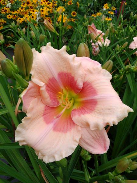 Hemerocallis Janice Brown C3