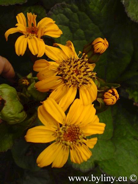Ligularia dentata C2