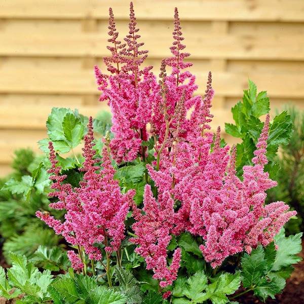 Astilbe chinensis Vision ® C2