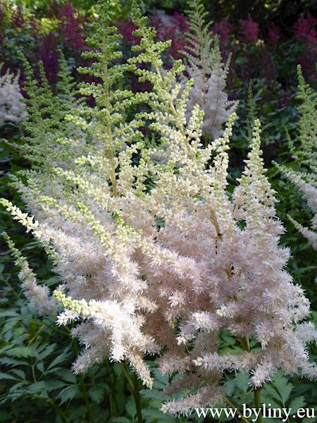 Astilbe chinensis Milk and Honey C2