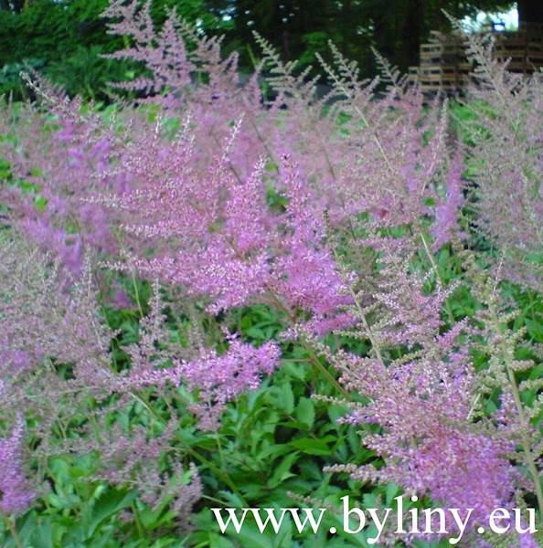 Astilbe x arendsii Amethyst C2 
