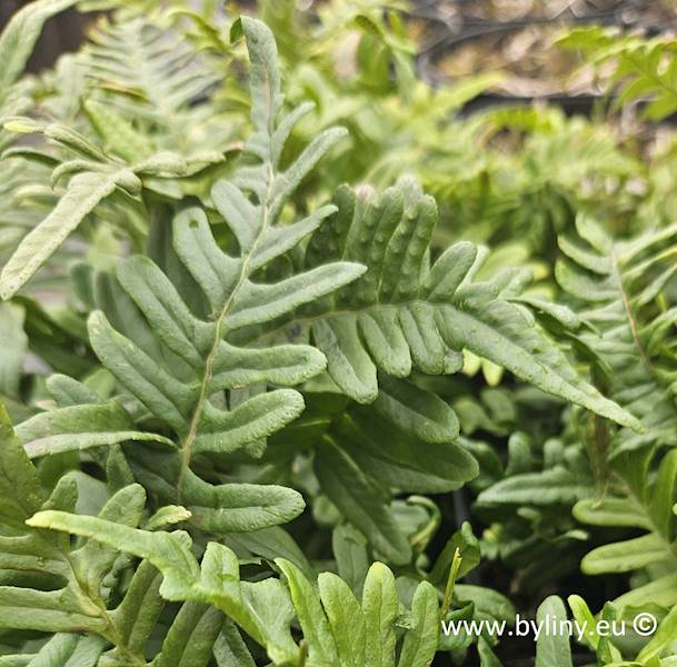 Polypodium vulgare p9