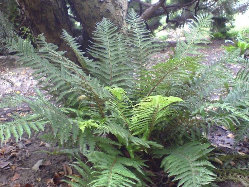 Polystichum setiferum p11