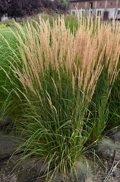 Calamagrostis acutiflora Karl Foerster C2