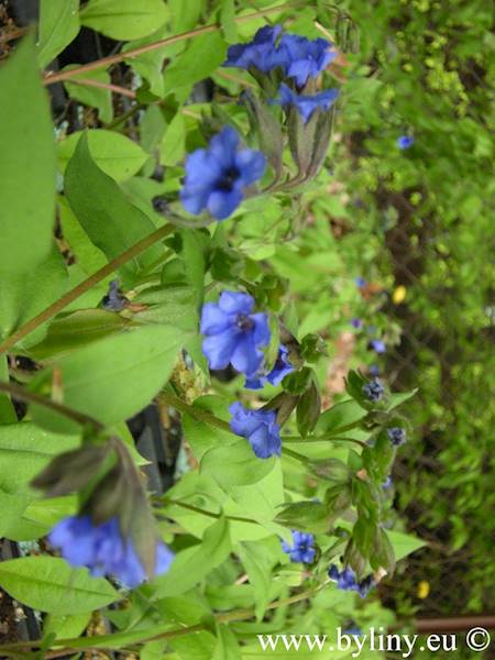 Pulmonaria Blue Ensign C1,5