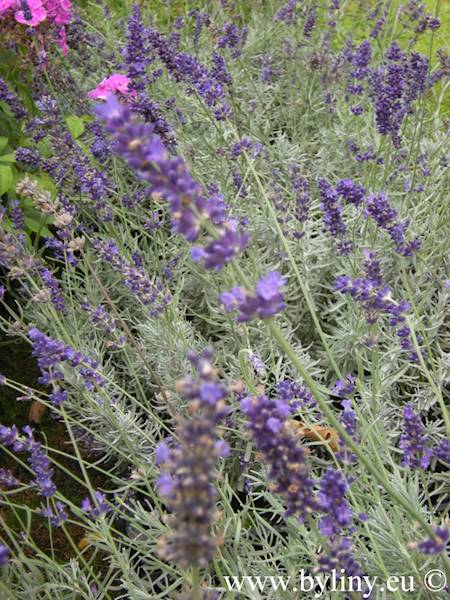 Lavandula angustifolia Hidcote C1,5
