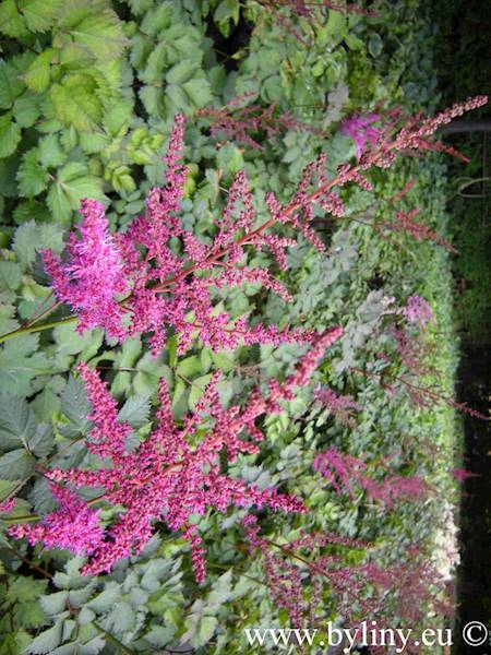 Astilbe chinensis To Have and to Hold ® C2