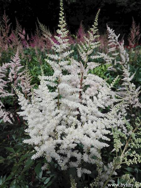Astilbe x arendsii Bumalda C2