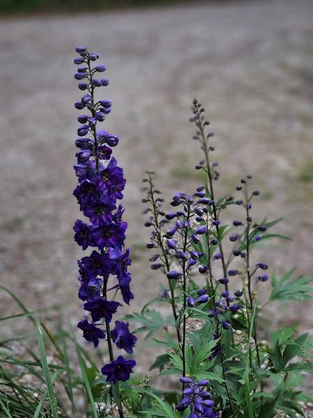 Delphinium x hybrida Magic Fountain Dark Blue p9
