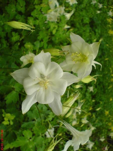 Aquilegia caerulea White Star p9