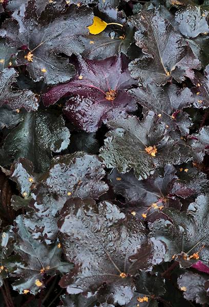 Heuchera Black Pearl  ® C1,5