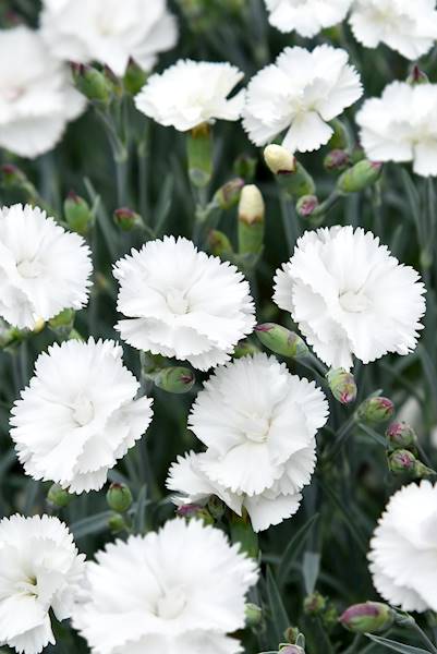 Dianthus plumarius Angel of Purity ® C1,5