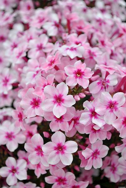 Phlox (P) Early® Pink C1,5