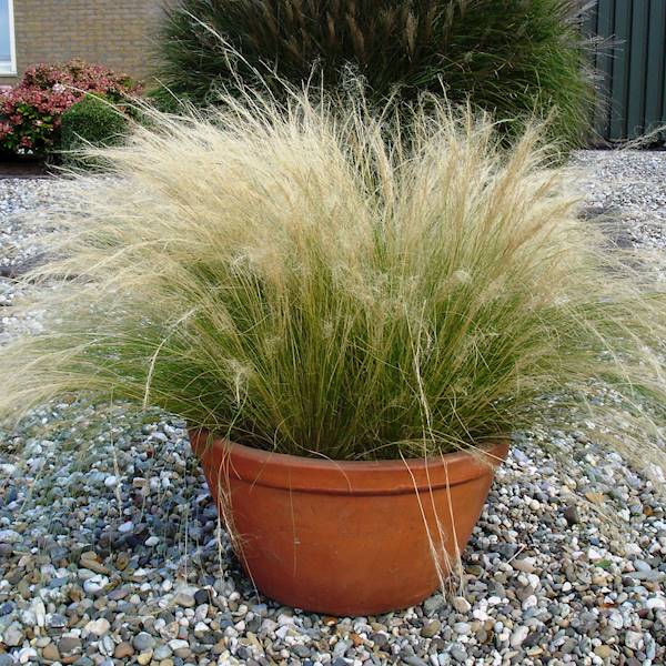 Stipa tenuissima Pony Tails p9