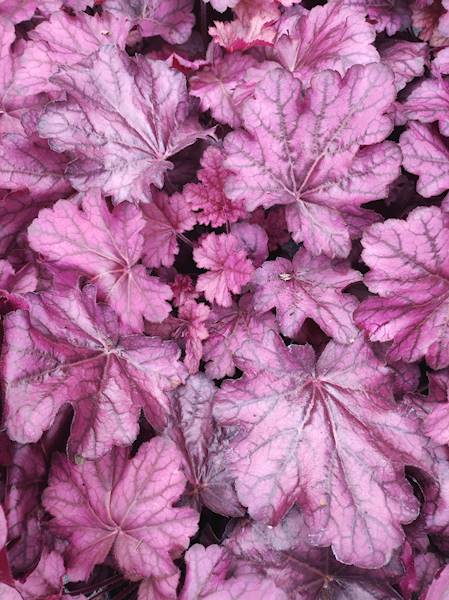 Heuchera x hybrida Wild Rose ® C1,5