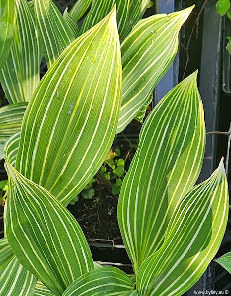 Convallaria majalis Albostriata p9