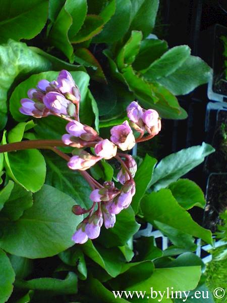Bergenia cordifolia p9