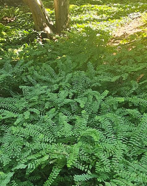 Adiantum pedatum p11