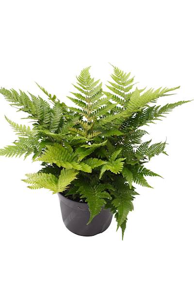 Dryopteris championii p11