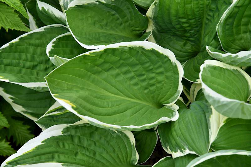 Hosta fortunei Francee C1,5
