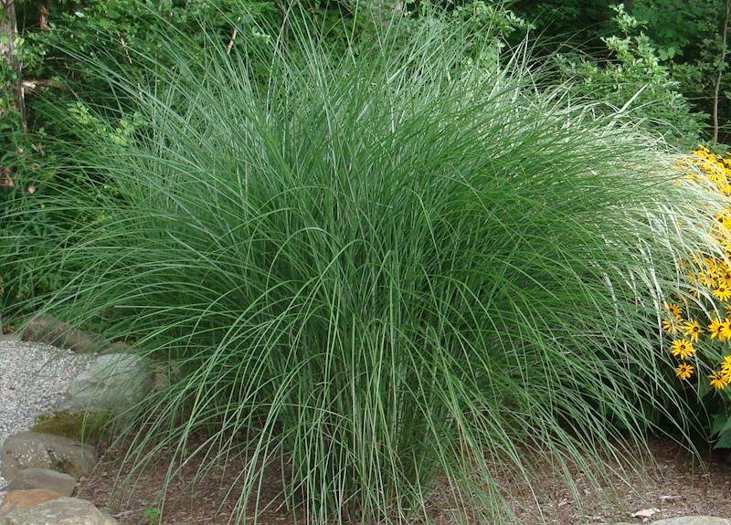 Miscanthus sinensis Gracillimus p11