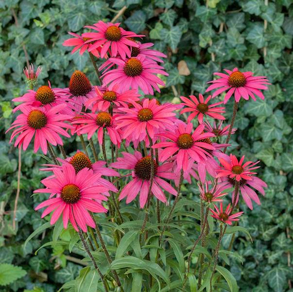 Echinacea purpurea Glowing Dream ® C1,5