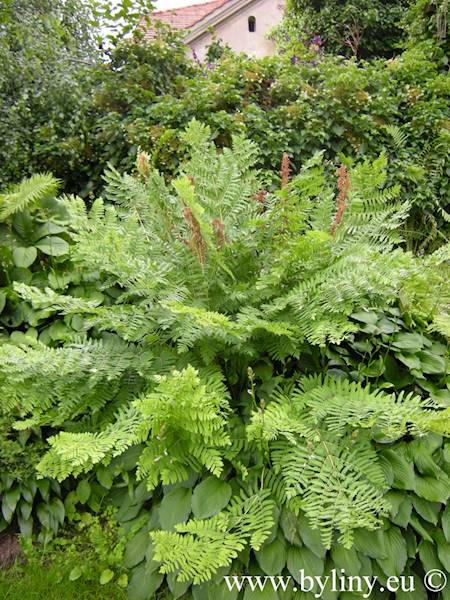 Osmunda regalis p11