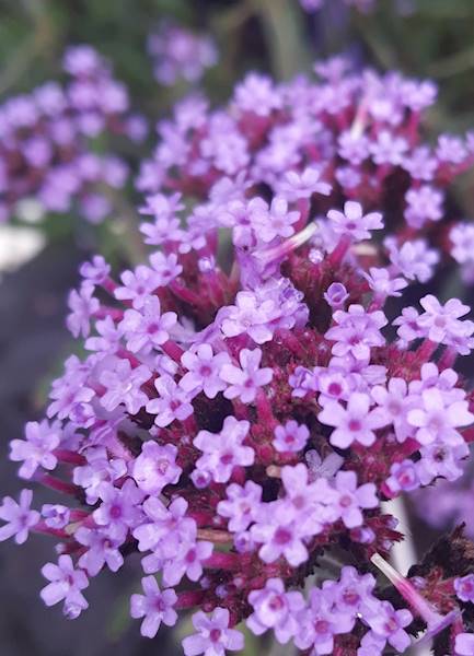 Verbena bonariensis Lollipop ® p11