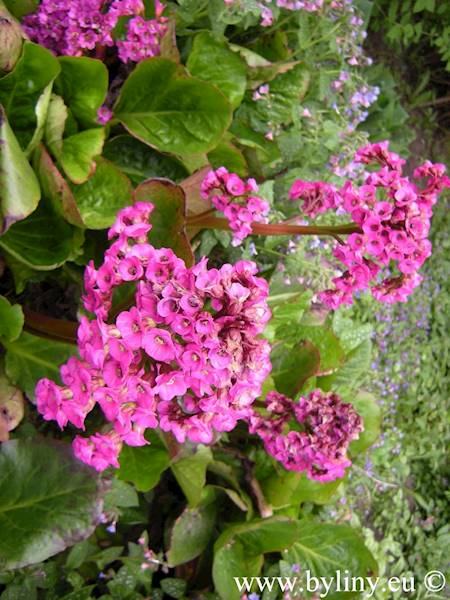 Bergenia cordifolia Eroica C1,5