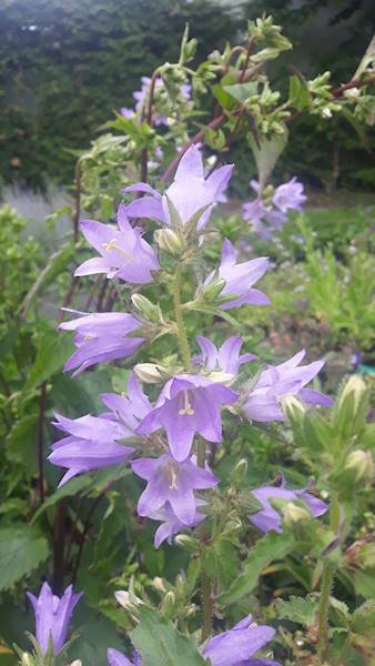 Campanula trachelium p9